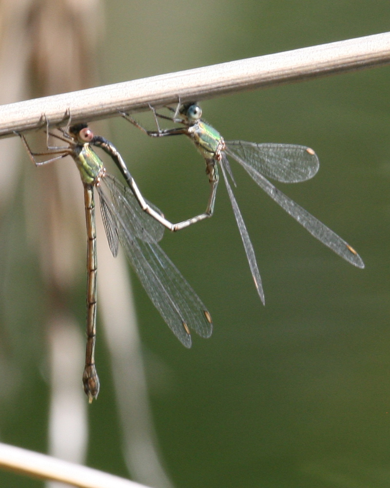 Lestes? anche ad Arenzano.